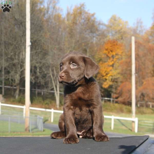 Misty, Chocolate Labrador Retriever Puppy
